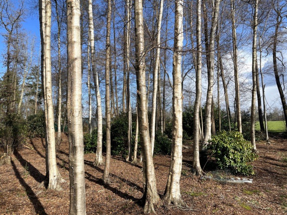 umgeben von B�umen Freizeitgrundst�ck Wiefelstede