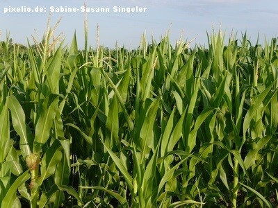 Beispiel Ackerland Land- / Forstwirtschaft Westerstede / Felderfeld/Burgforde