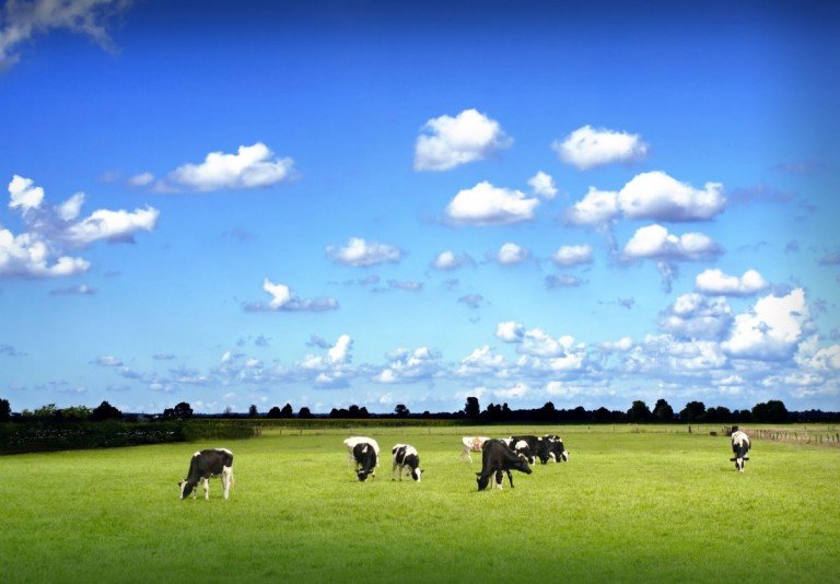 Beispiel Gr�nland Westerstede / Felderfeld/Burgforde Land- / Forstwirtschaft Acker- und Gr�nland in Westerstede zu verkaufen!