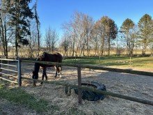 Pferdekoppel Resthof mit Weideland - ideal f�r Pferdehalter!